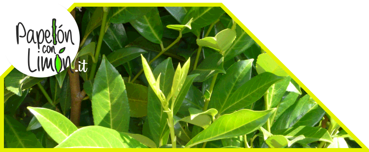 Bay Leaf