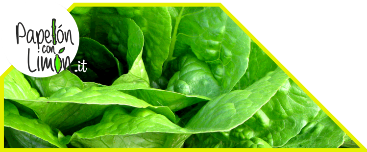 Romaine Lettuce