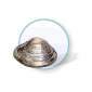 clams