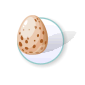 egg