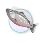 trout